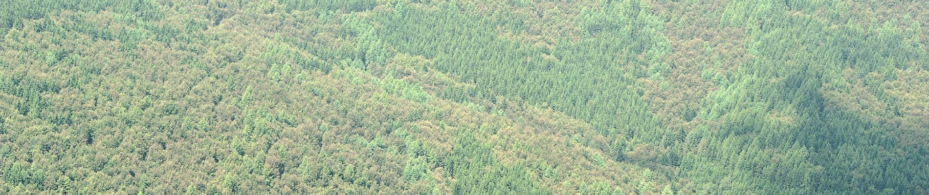 Randonnée A pied Willingen (Upland) - Upländer Pilgerweg 'Besinnungsweg Lebensspuren' - Photo