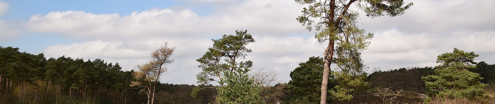 Trail On foot Landgraaf - Brunssummer Heide Rode route - Photo