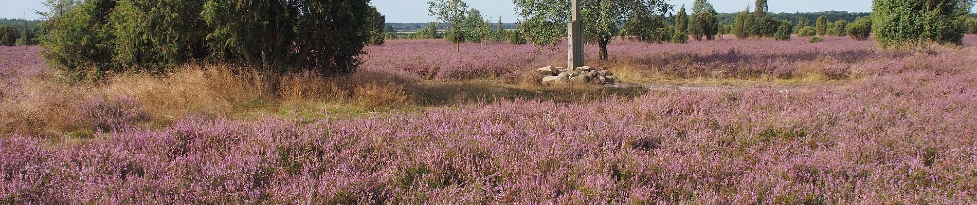 Tocht Te voet Faßberg - Südheide 'Wacholderwald in der Teufelsheide' W1m (mittlere Tour) - Photo