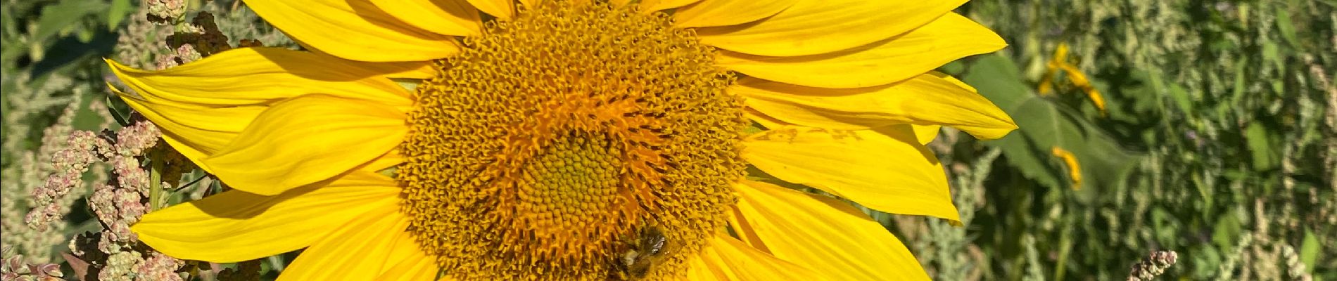 Percorso Marcia Gerpinnes - Tournesol Fromiée et Tournibus - Photo