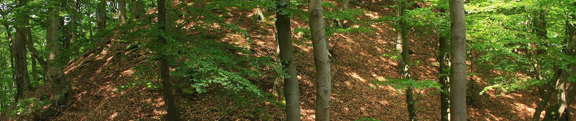 Percorso A piedi Dautphetal - Hollende Rundweg - Photo