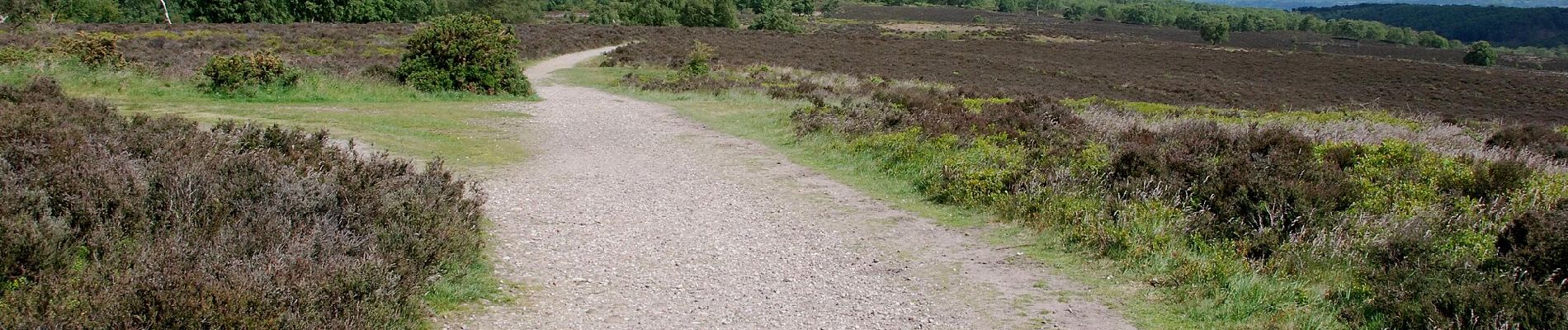 Percorso A piedi Stafford - Tolkien Trail Cannock Chase Walk - Photo