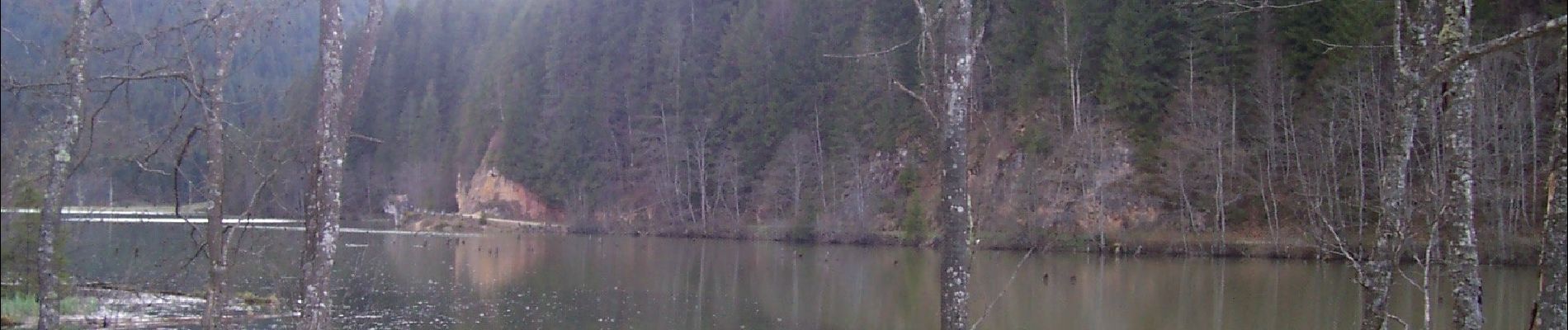 Tour Zu Fuß Niklasmarkt - Lacul Roșu – Valea Oii – sub Poiana Albă (blue stripe) - Photo