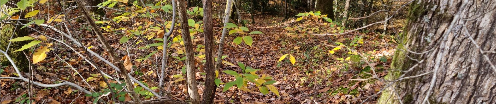 Randonnée Marche Vendôme - Forêt de Vendôme - Bois de l'Oratoire - Photo