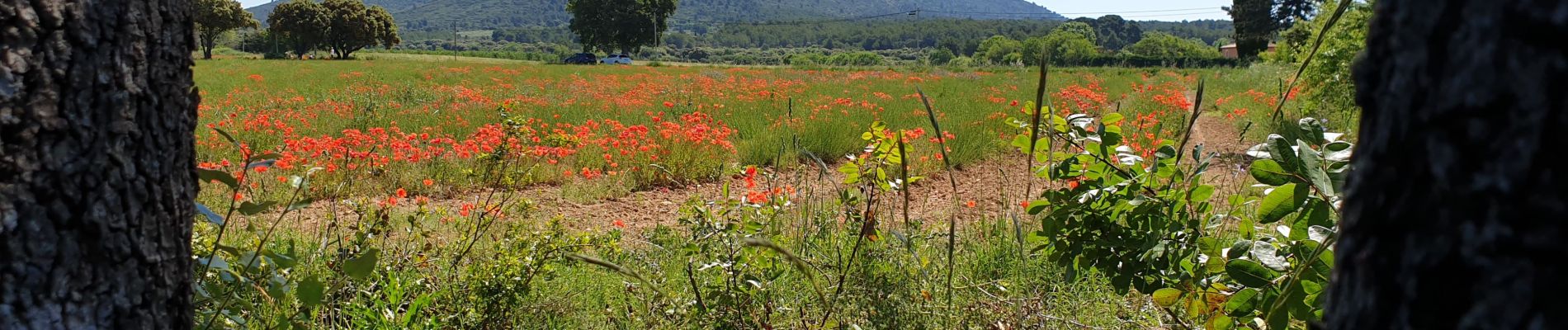 Tour Wandern Jouques - Jouques  - Photo