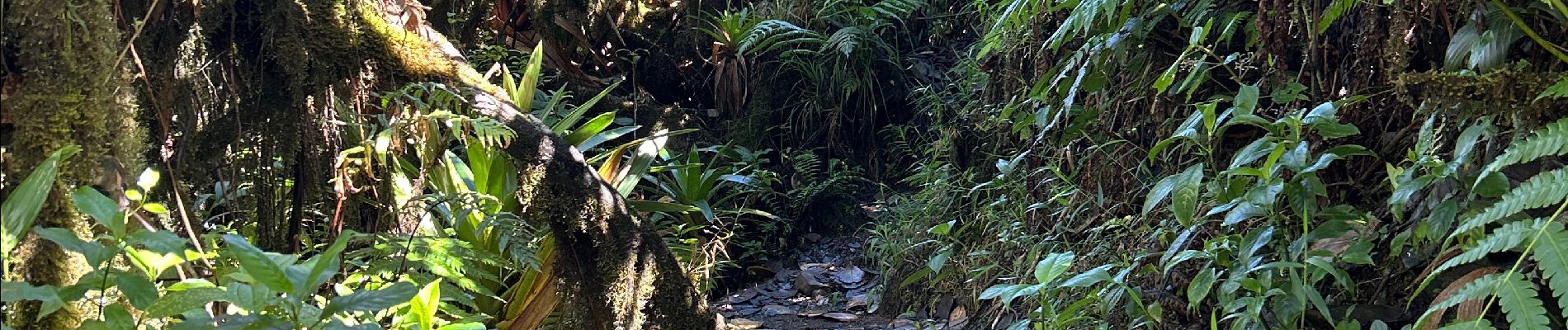 Randonnée Marche Saint-Claude - La Soufrière et l’Echelle - Photo