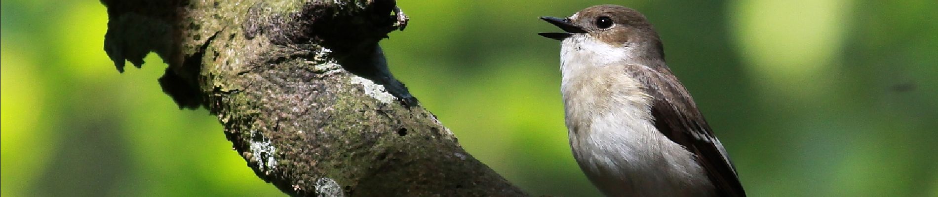 Tocht Stappen Wellin - Wellin, A la découverte de la forêt subnaturelle - Photo