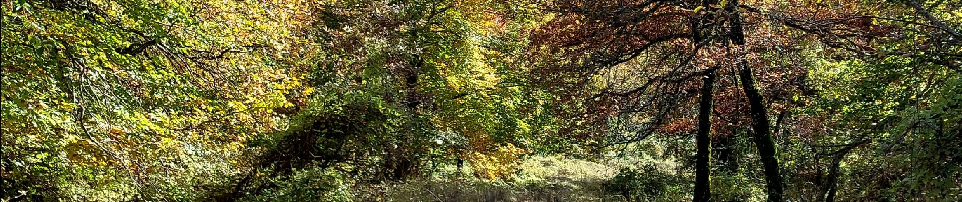 Tocht Stappen Aurel - Font de Margot / Jas Forest - Photo