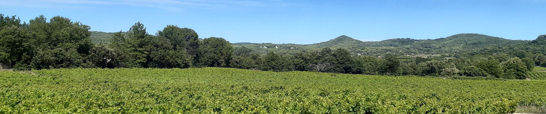 Tour Wandern Rognes - Vignes autour de Rognes - Photo