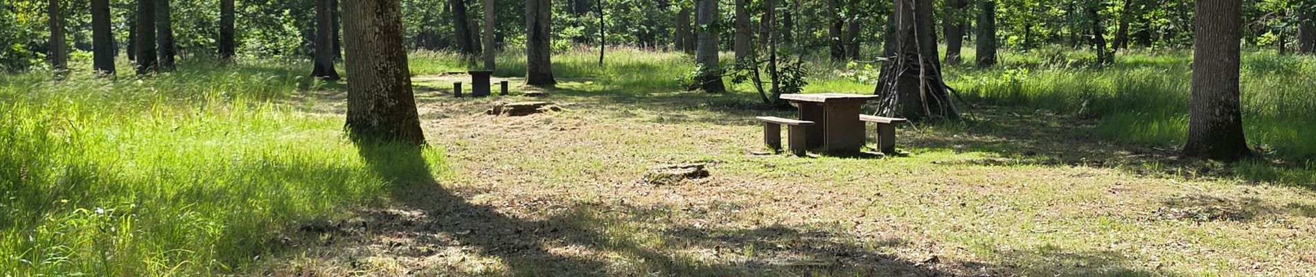 Trail Walking Chambord - Parc de Chambord et ses postes d'observation  - Photo