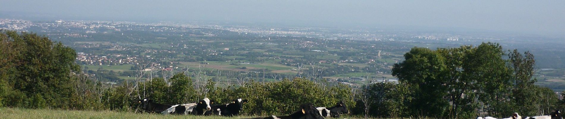 Tour Zu Fuß Vaugneray - Le plat de Saint-Romain - Photo