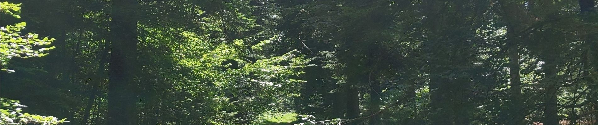 Tocht Stappen Orcines - Randonnée le long des Puys - Photo