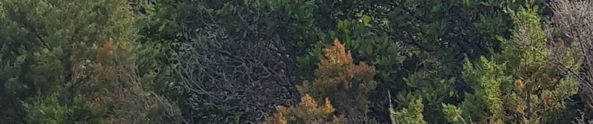 Tour Wandern Sartène - Corse - Rocapina - plage d Erbaju - Photo