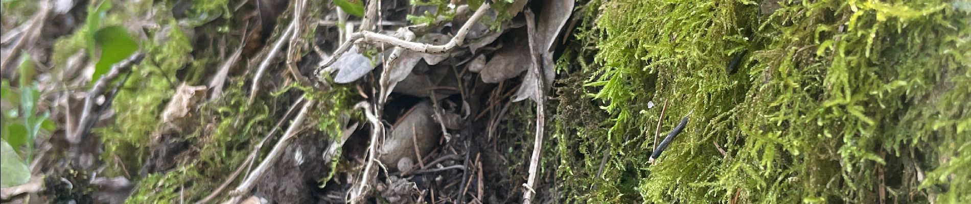 Randonnée Marche Mûres - Alby sur cheran.  - Photo