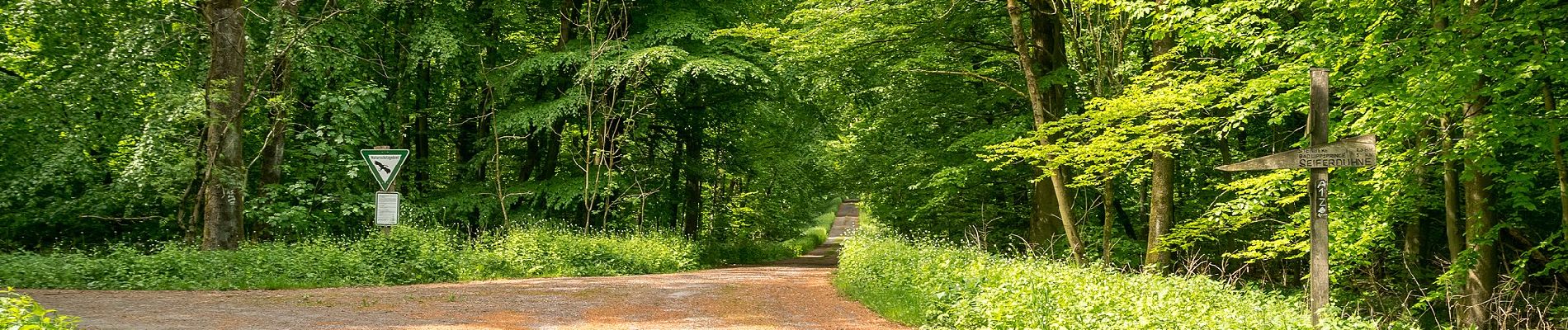 Tocht Te voet Altenbeken - Rundweg A5 [Altenbeken: Fuchsgrund] - Photo