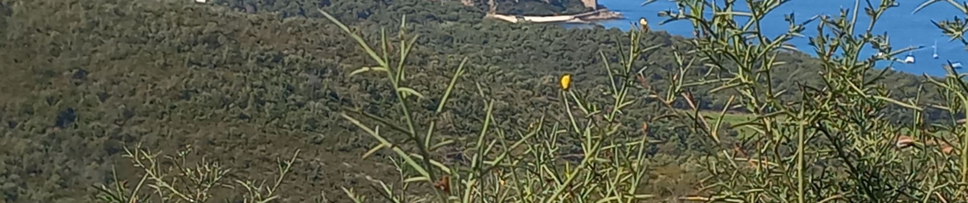 Randonnée Marche Le Lavandou - Le Lavandou / Brégançon - Photo