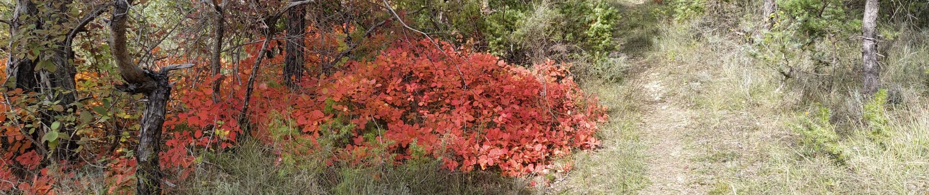 Tour Wandern Mirabel-et-Blacons - mirabelle armurier - Photo