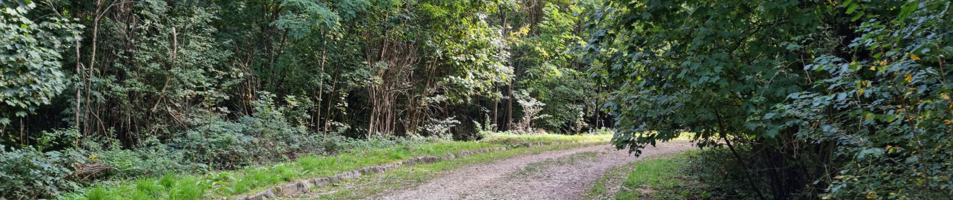 Randonnée Marche Chamarande - Forêt Départementale du Belvédère à Chamarande - Photo