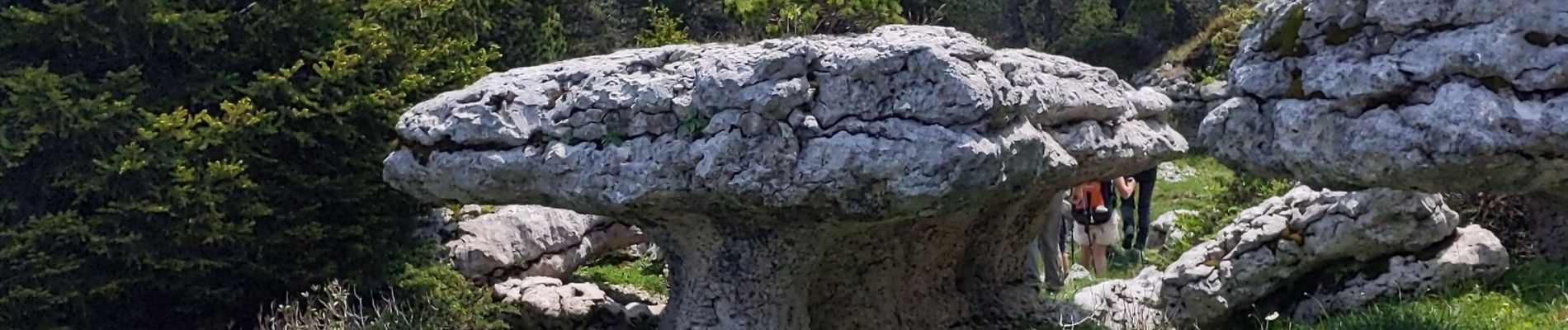 Trail Walking Entremont-le-Vieux - les champignons du Pinet - Photo