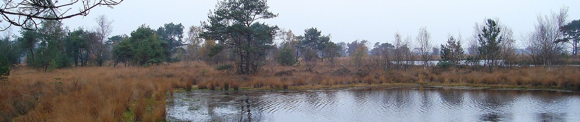 Randonnée A pied Calmpthout - Wandelpad Schaap - Photo