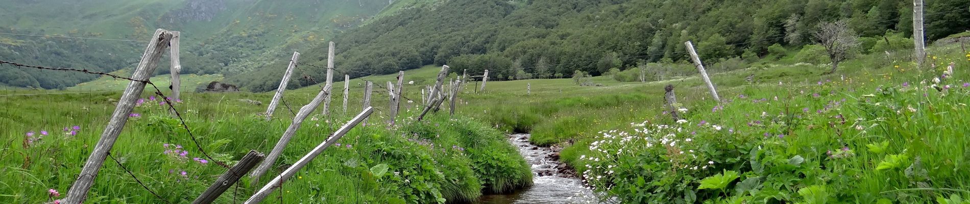 Trail Walking Chastreix - Chastreix_Sancy_Fontaine Salee - Photo