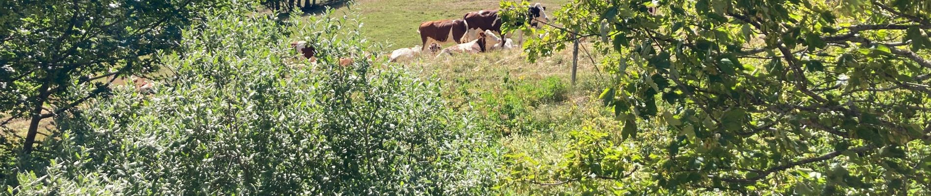 Randonnée Marche Arvière-en-Valromey - Colombier - Photo