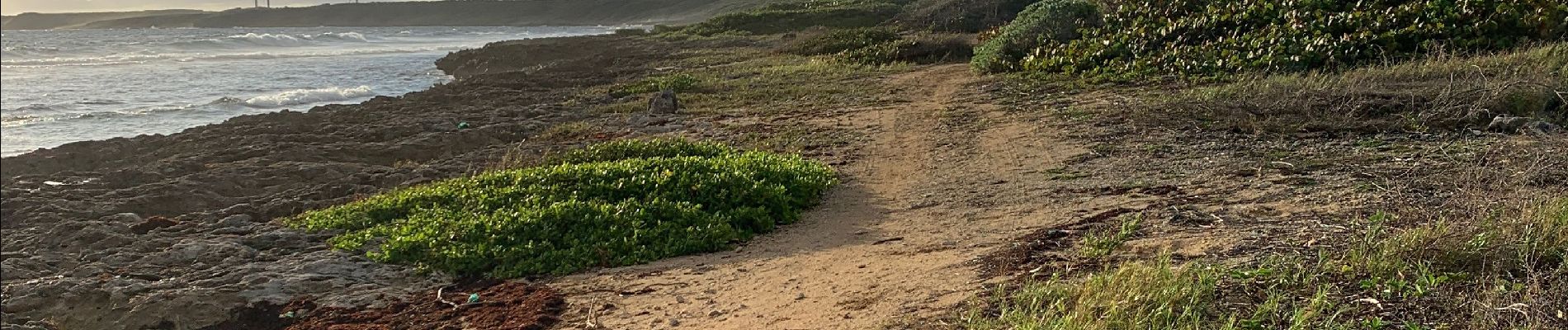 Excursión Ruta Saint-François - Anse a l’eau Moule - Photo