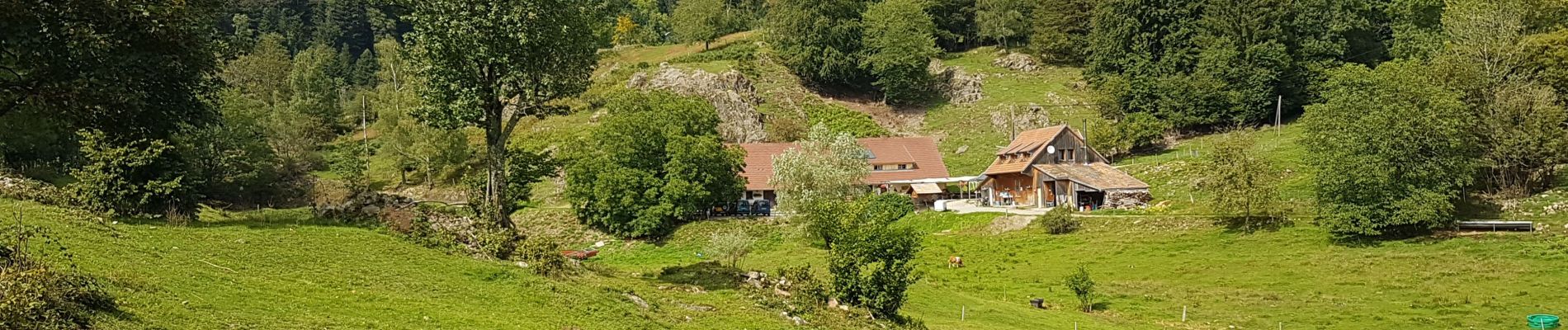 Randonnée Marche Sewen - Sewen - Lac d'Alfeld - Ferme auberge du Baerenbach - Photo