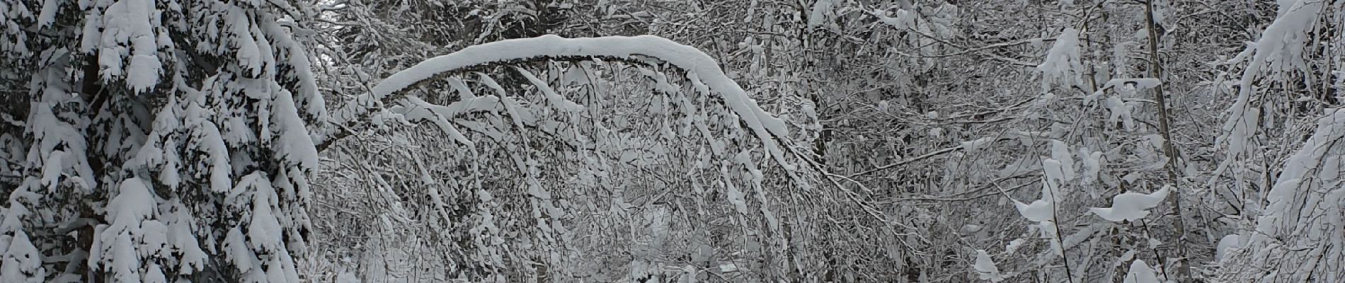 Tocht Sneeuwschoenen La Pesse - 1/2 rando raquettes Pesse-retour - Photo