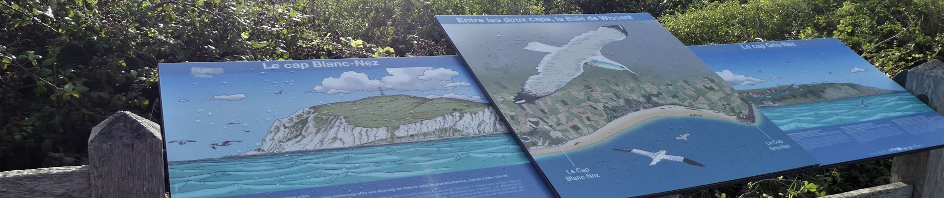 Excursión Senderismo Tardinghen - 2020-08-23_06h24m00_3985 - Photo