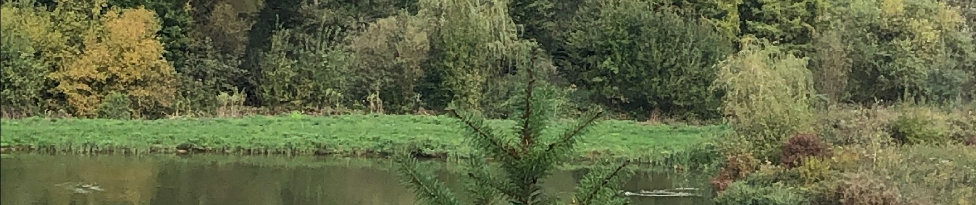 Tocht Stappen Braives - Balade des chevreuils  - Photo