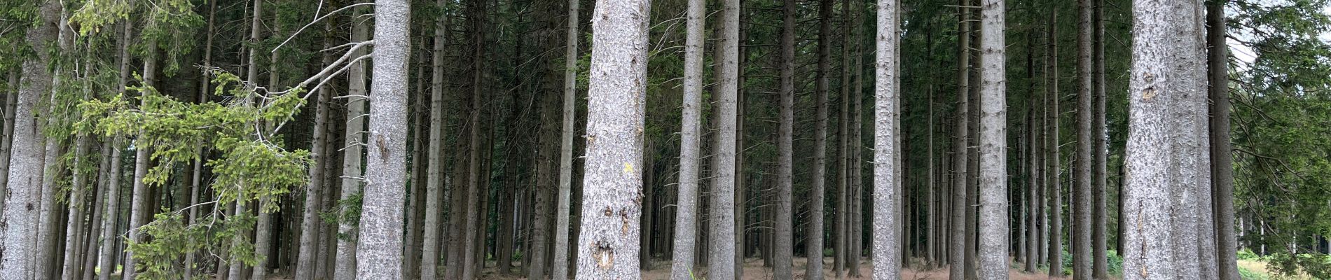 Trail Walking Libramont-Chevigny - Séviscourt - Photo