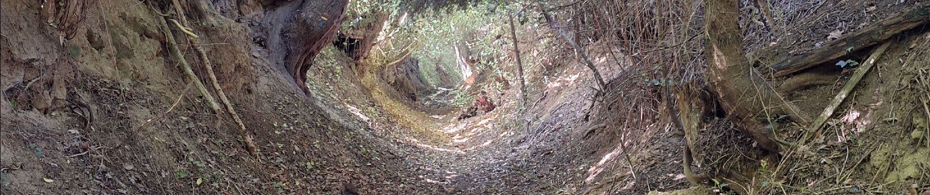 Trail Walking Saint-Pierre-en-Auge - Le Billot  - Photo