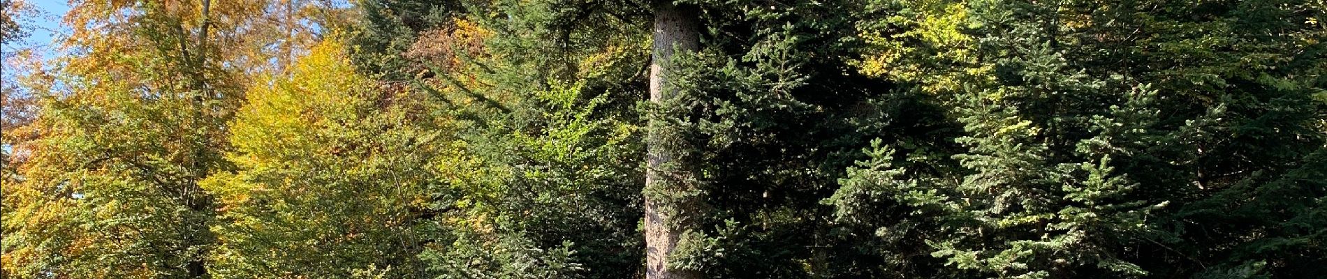 Randonnée Marche Saint-Dié-des-Vosges - Camp celte de La Bure et Roche des Corbeaux  - Photo