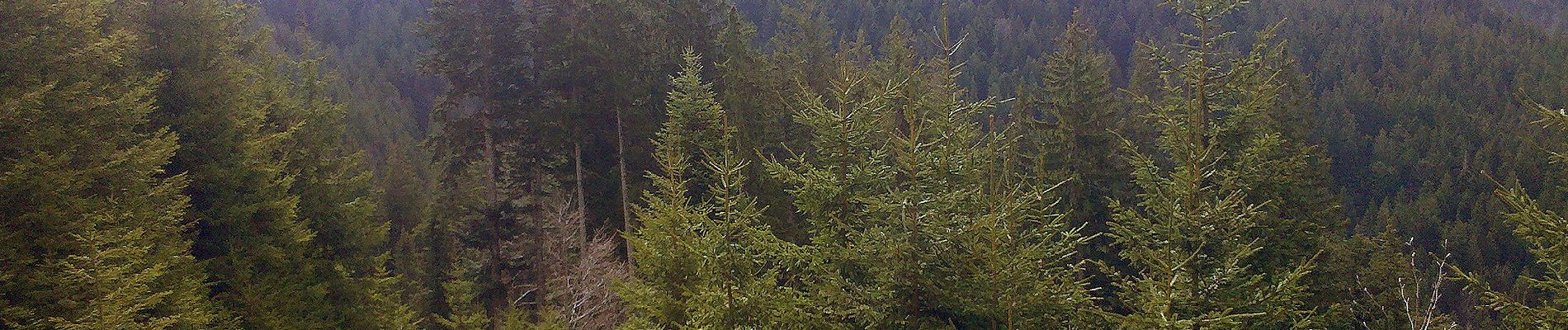 Tour Zu Fuß Bad Wiessee - Wanderweg 603 - Bayerische Voralpen - Photo