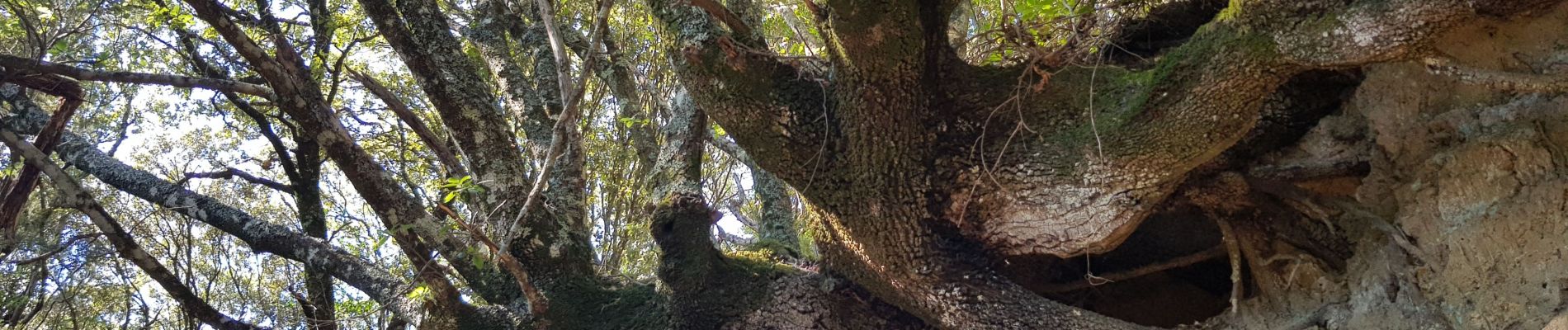 Tour Wandern Porto-Vecchio - Cartalavonu a Levie Corse sud - Photo