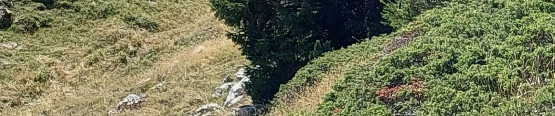 Tocht Stappen Entremont-le-Vieux - la Plagne le Pinet :en boucle partielle à  partir de la bifurcation GR9 et montée au Pinet - Photo