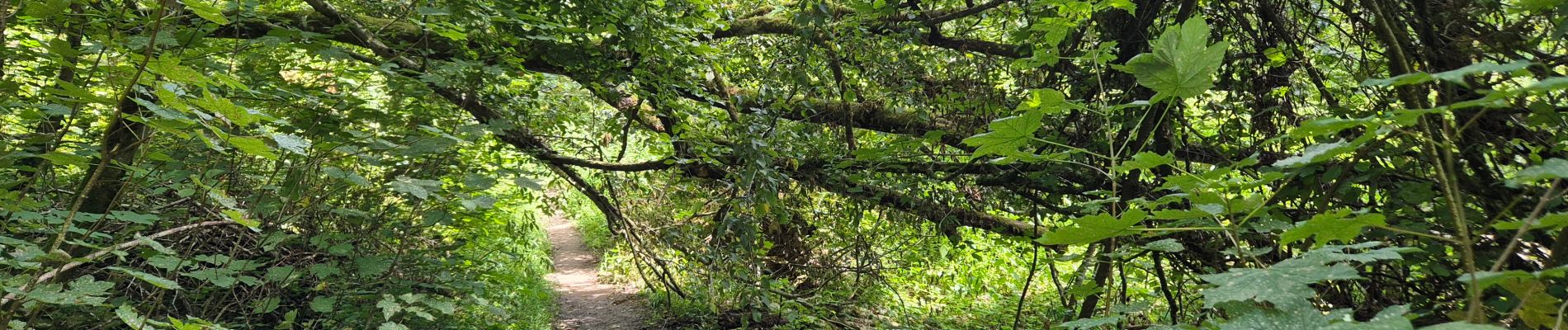 Tocht Stappen Chimay - Lompret - bois de Blaimont - Lompret - Photo