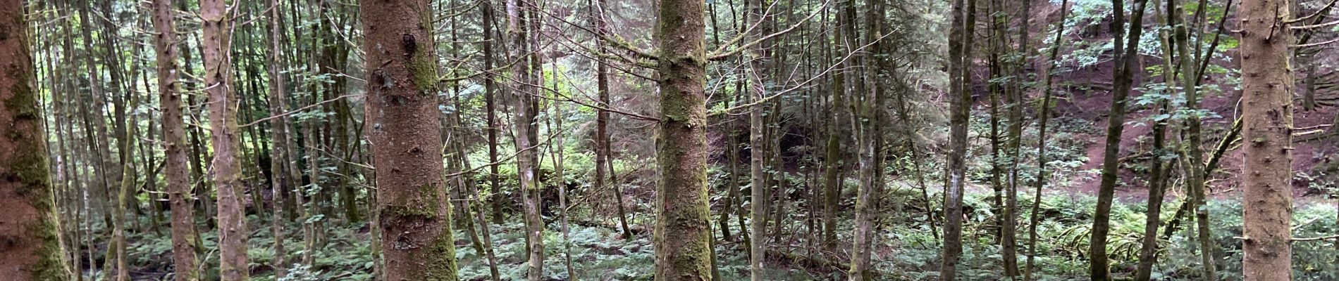 Randonnée Marche Neufchâteau - Bois d’Ospau - Photo