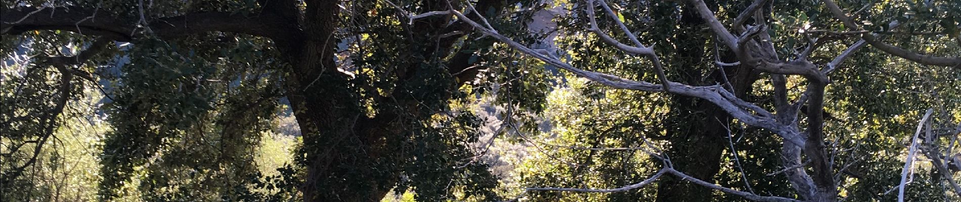 Tocht Stappen Poggio-d'Oletta - Angelo - Photo