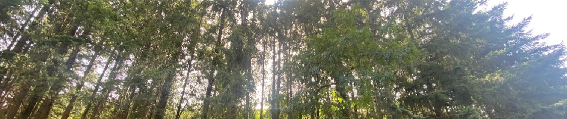 Tocht Stappen Belforêt-en-Perche - La Perrière, forêt et village - Photo