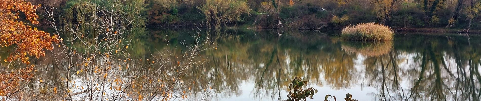 Tour Wandern Châteauneuf-du-Rhône - Châteauneuf-du-Rhône Les Iles 6km - Photo