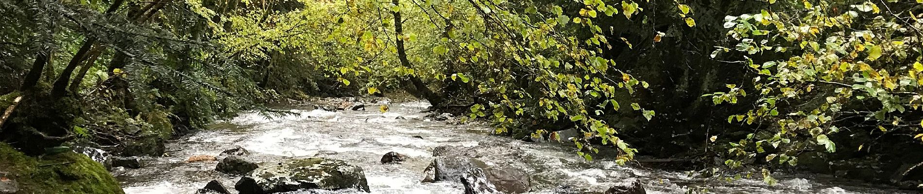 Trail On foot Mont-Dore - Le Puy Gros - Photo