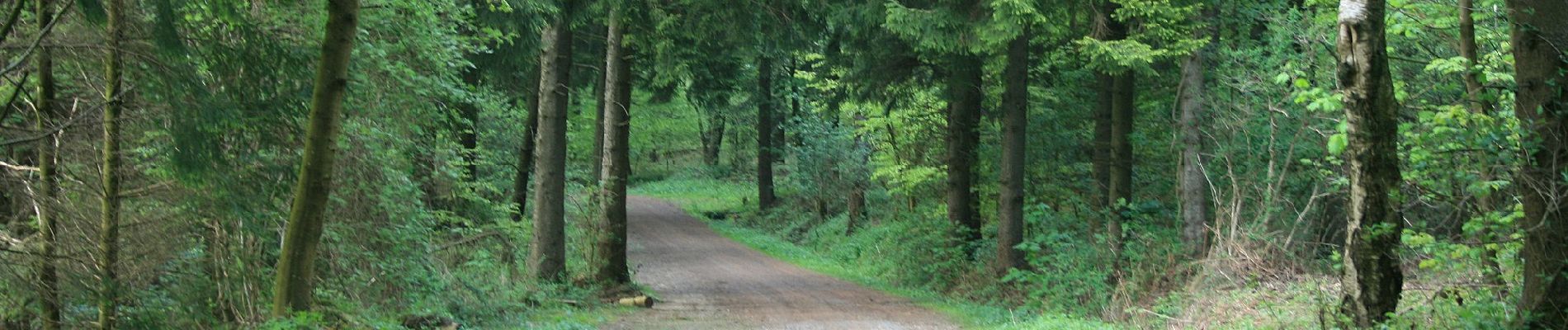 Tocht Te voet Aken - Waldrundweg Blau 2 - Photo