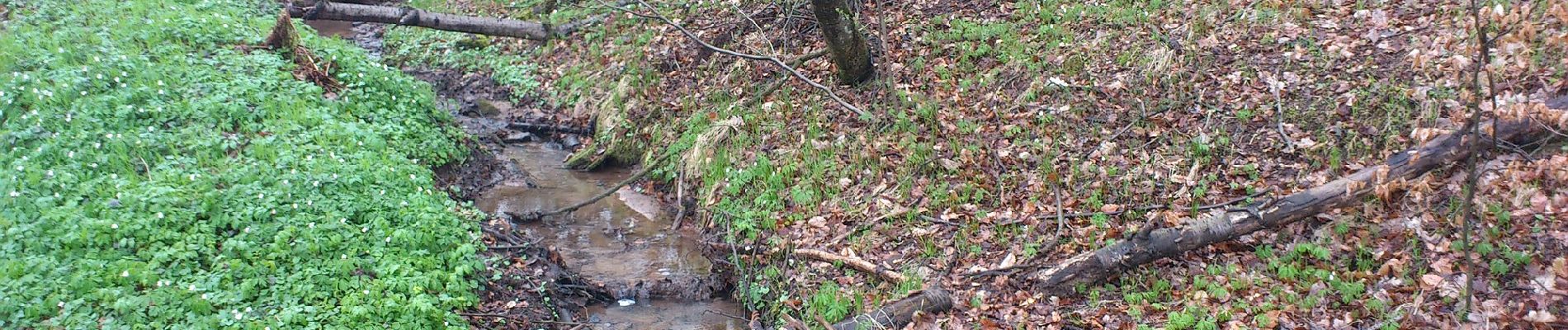 Excursión A pie Sailauf - Kulturweg Kurfürstenweg - Photo