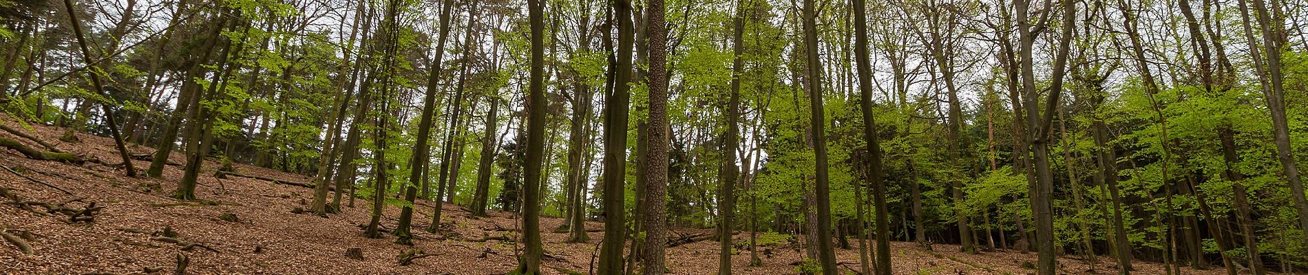 Randonnée A pied Gleiszellen-Gleishorbach - Gleiszellen: Sauhausbrunnen-Weg - Photo