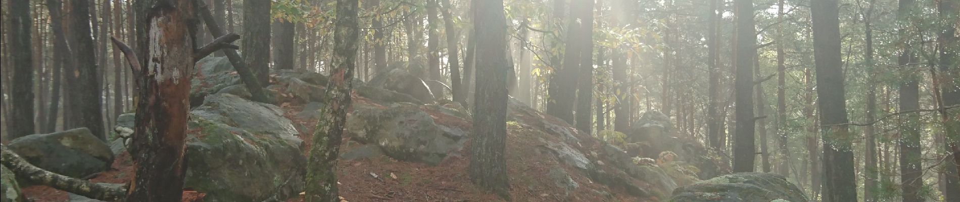 Trail Walking Fontainebleau - carrefour de Vienne  - Photo