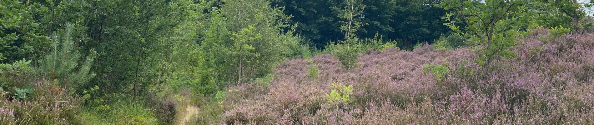 Tocht Stappen Aarschot - SGR Hageland: de Aarschot à Wezemaal - Photo