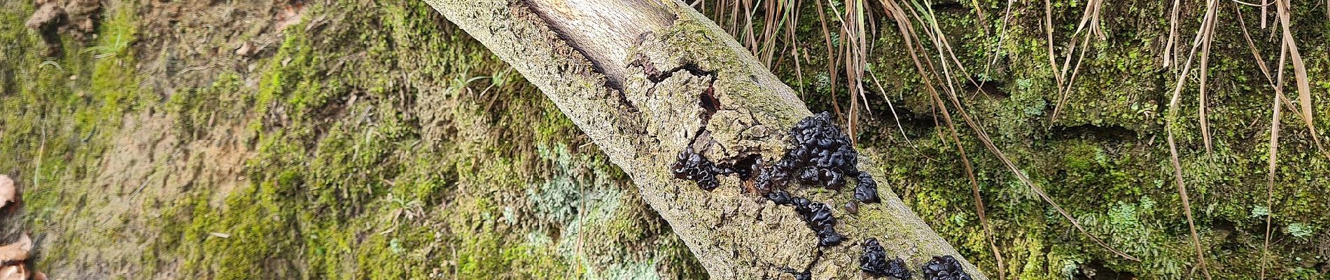 Percorso A piedi Sconosciuto - Isenbügel Rundweg A2 - Photo