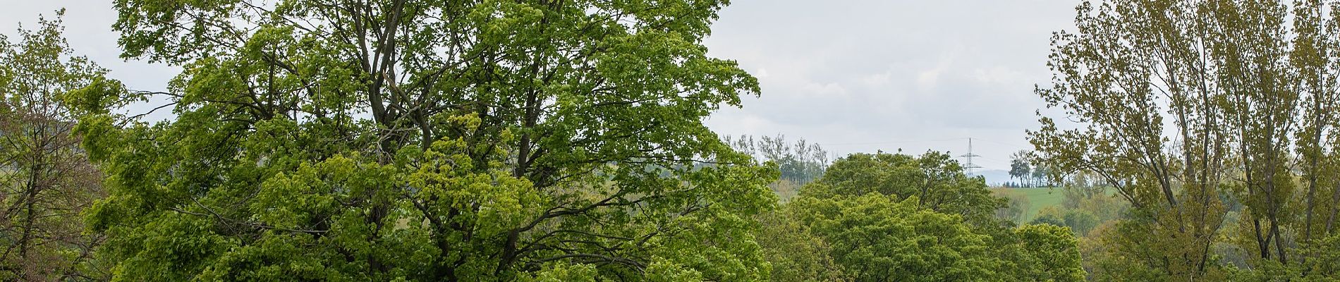 Excursión A pie Oederan - Glockenpfad zur Kirche Frankenstein - Photo